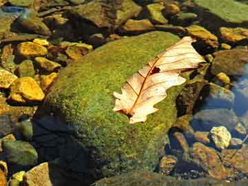 澳門最準(zhǔn)一肖中特王中王，揭秘生肖預(yù)測的神秘面紗，澳門生肖預(yù)測揭秘，一肖中特王中王神秘面紗下的預(yù)測真相