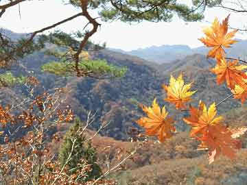 澳門(mén)今晚彩票預(yù)測(cè)，探尋未來(lái)與歷史的交匯點(diǎn)——以生肖為線(xiàn)索，澳門(mén)彩票預(yù)測(cè)，探尋生肖線(xiàn)索下的未來(lái)與歷史交匯點(diǎn)