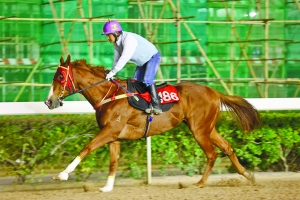 澳門特馬今晚開獎第116期，期待與驚喜的交融時刻，澳門特馬第116期開獎，期待與驚喜的交匯時刻