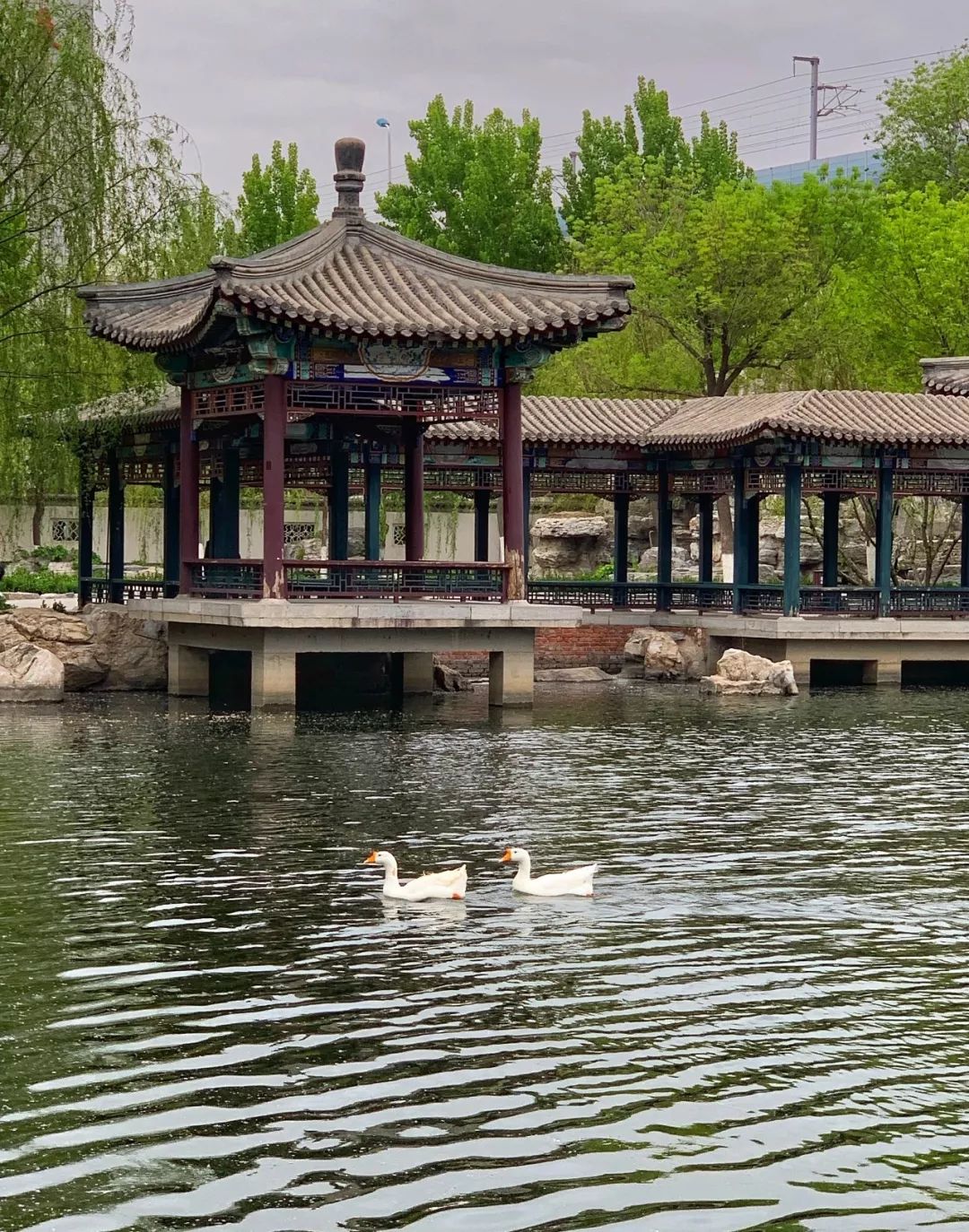 天津最漂亮的免費公園——探尋自然之美，天津最美麗的免費公園，自然之美的探尋之旅