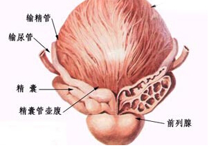 前列腺疼痛的位置與理解，通過圖片解析，前列腺疼痛位置詳解，圖文解析指南