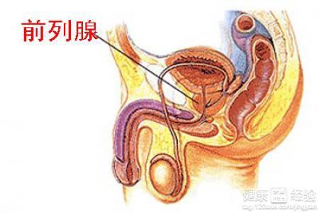 前列腺，了解男性健康的關(guān)鍵一環(huán)，前列腺，男性健康不可忽視的關(guān)鍵領(lǐng)域