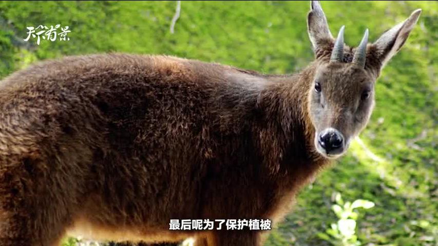 新澳2024今晚開(kāi)獎(jiǎng)資料四不像，探索彩票背后的神秘面紗，彩票背后的神秘面紗，新澳2024今晚開(kāi)獎(jiǎng)資料四不像探索