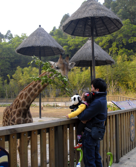 香江野生動(dòng)物園，探尋奇妙動(dòng)物世界的樂(lè)園，香江野生動(dòng)物園，探尋動(dòng)物世界的奇妙樂(lè)園