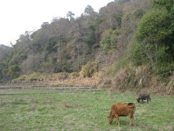 鄉(xiāng)村野情，自然之美與人文之韻的交融，鄉(xiāng)村野情，自然與人文的和諧交融之美