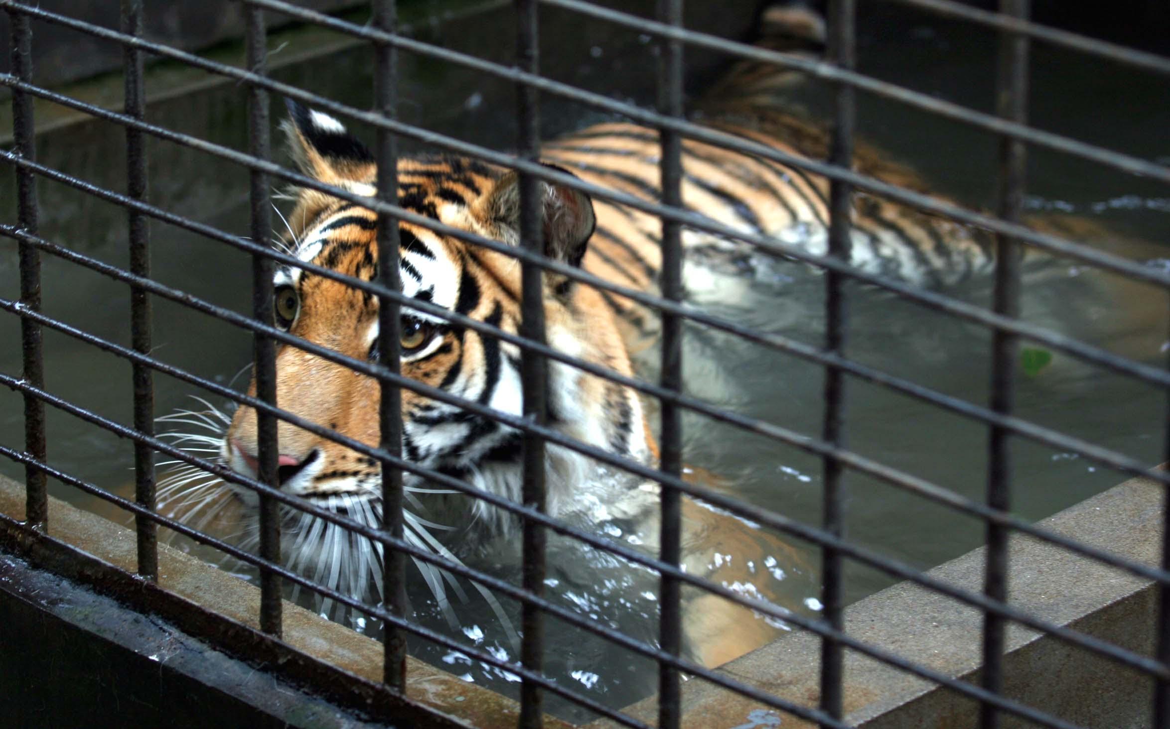 長沙生態(tài)動(dòng)物園門票預(yù)訂